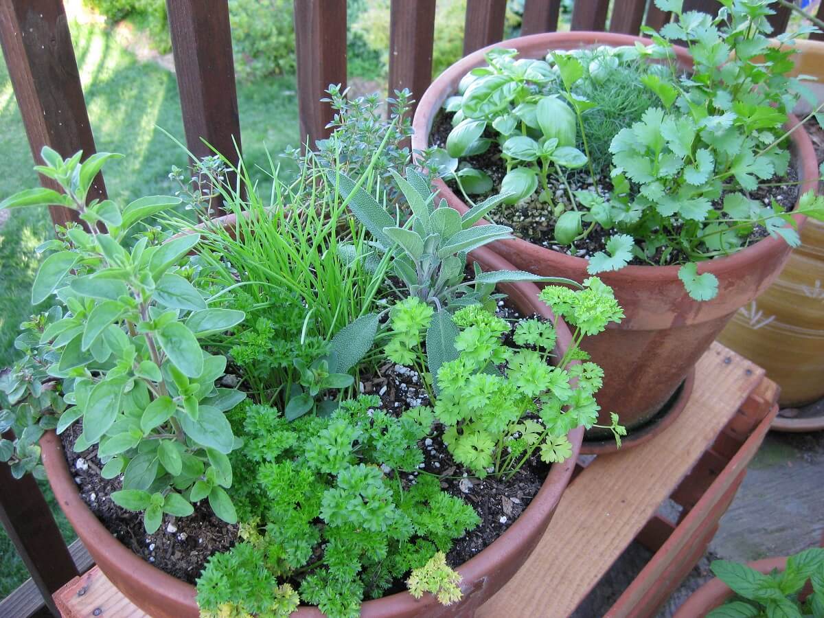herb garden in containers