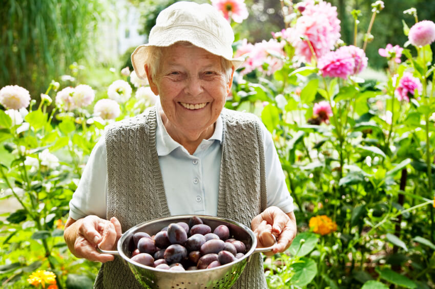 person holding colander full of plums