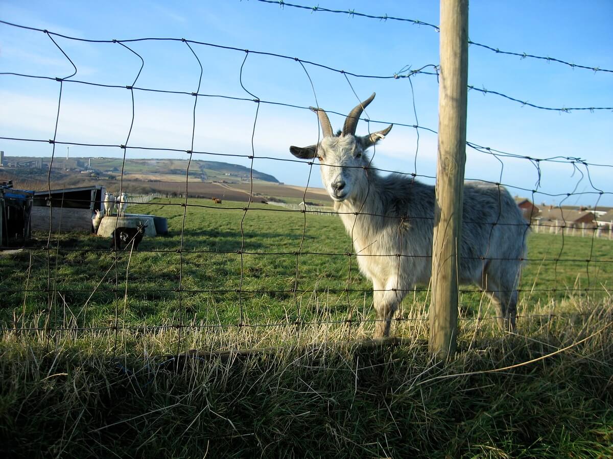 goat fence