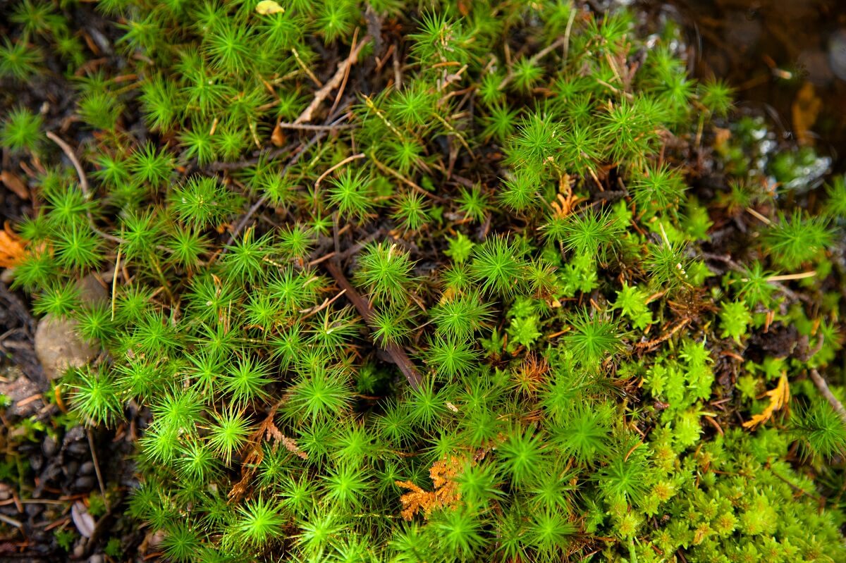 haircap moss
