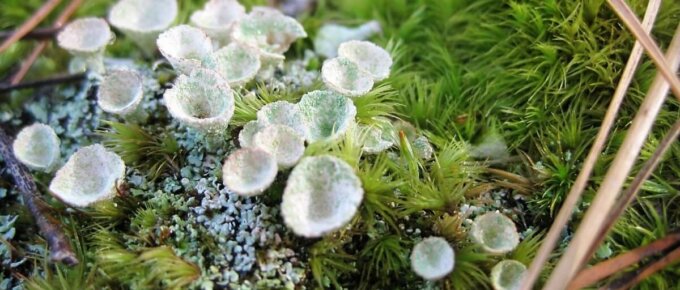 types of moss