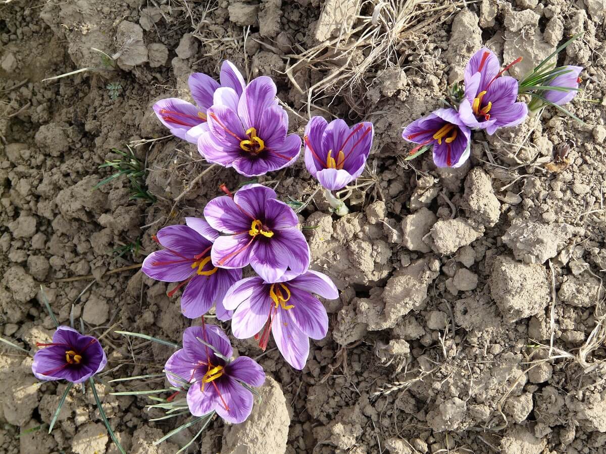 saffron crocus flowers