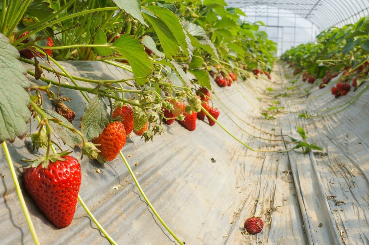 strawberries in greenhouse