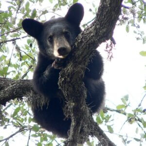brown bear in tree