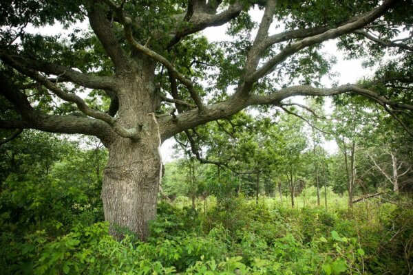 Homestead Stories: The Mighty Oak Tree • Insteading