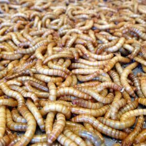 raising mealworms