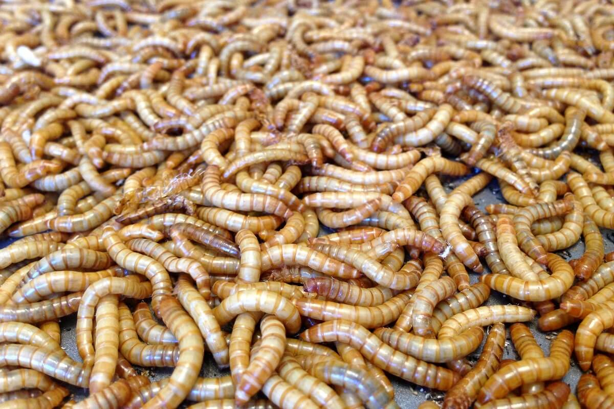 raising mealworms
