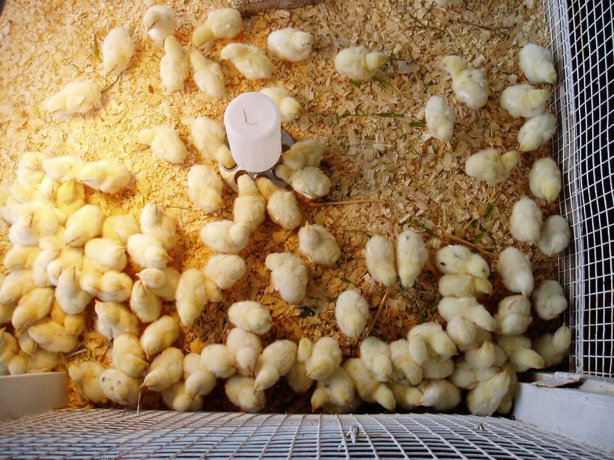 baby chicks from view above