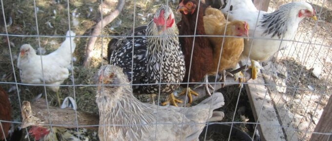 best egg laying chickens