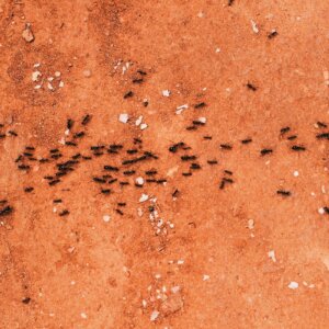 black ants on wall