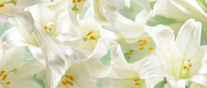 bunch of easter lilies