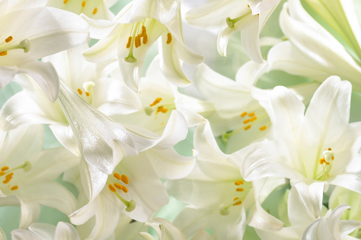 bunch of easter lilies