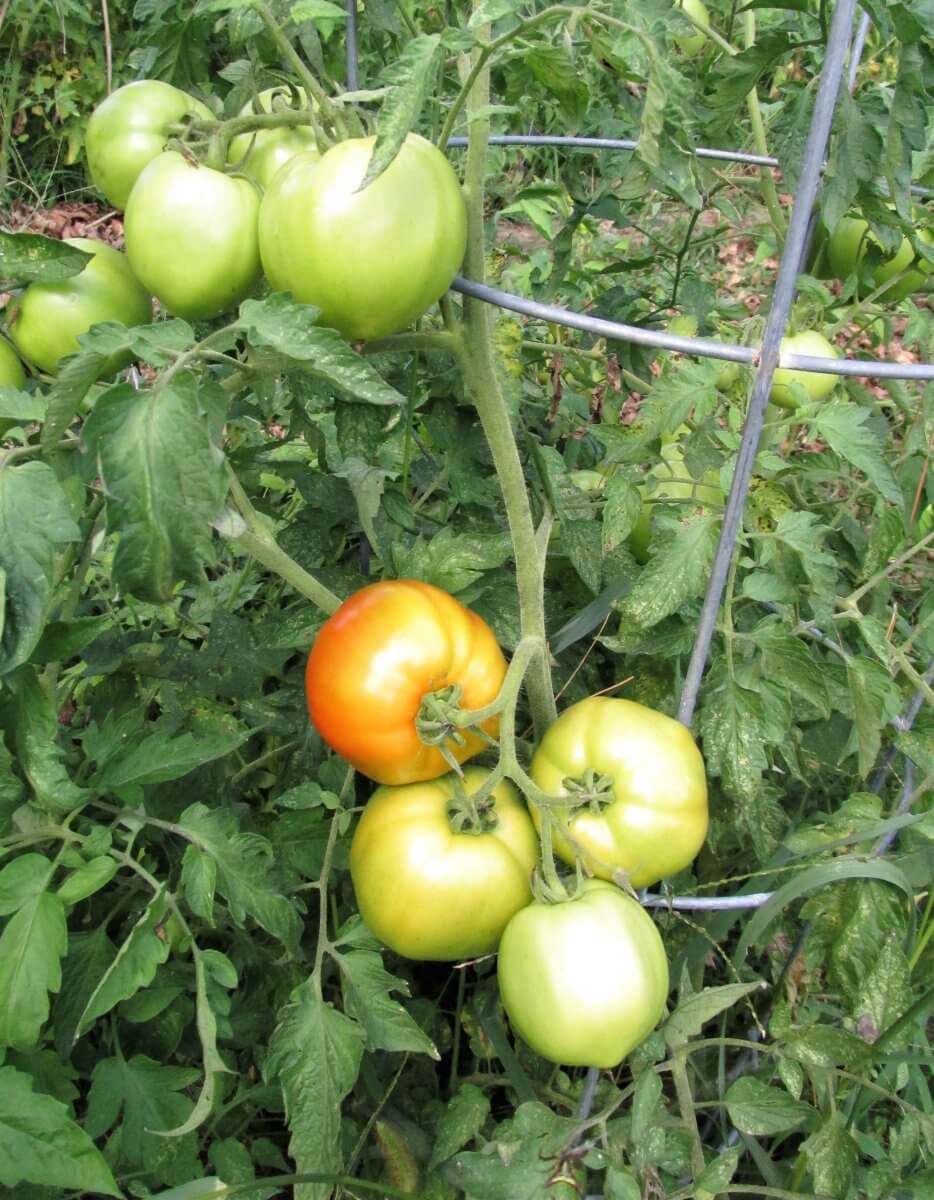 tomatoes in cage