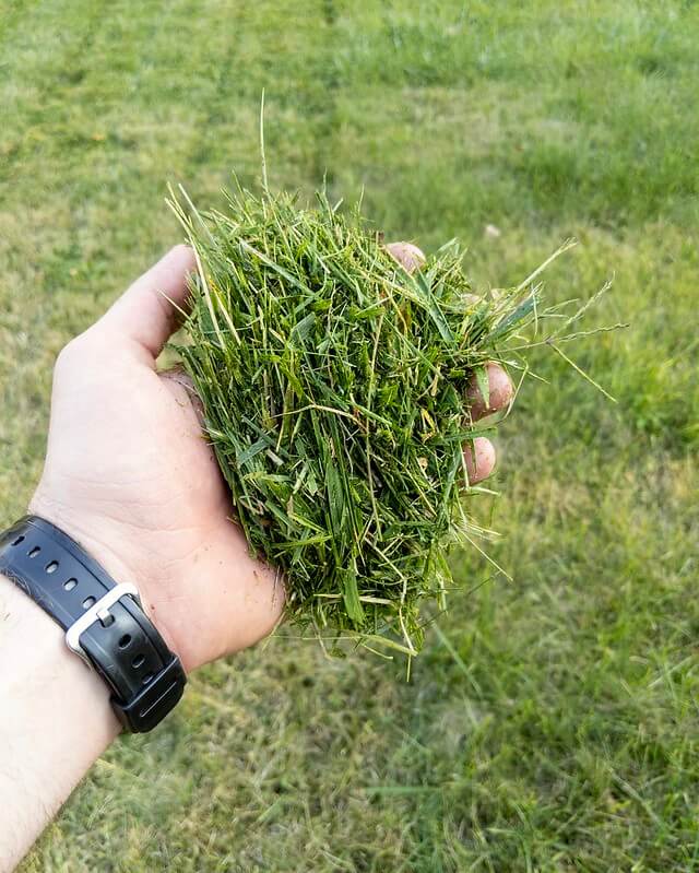 handful of grass