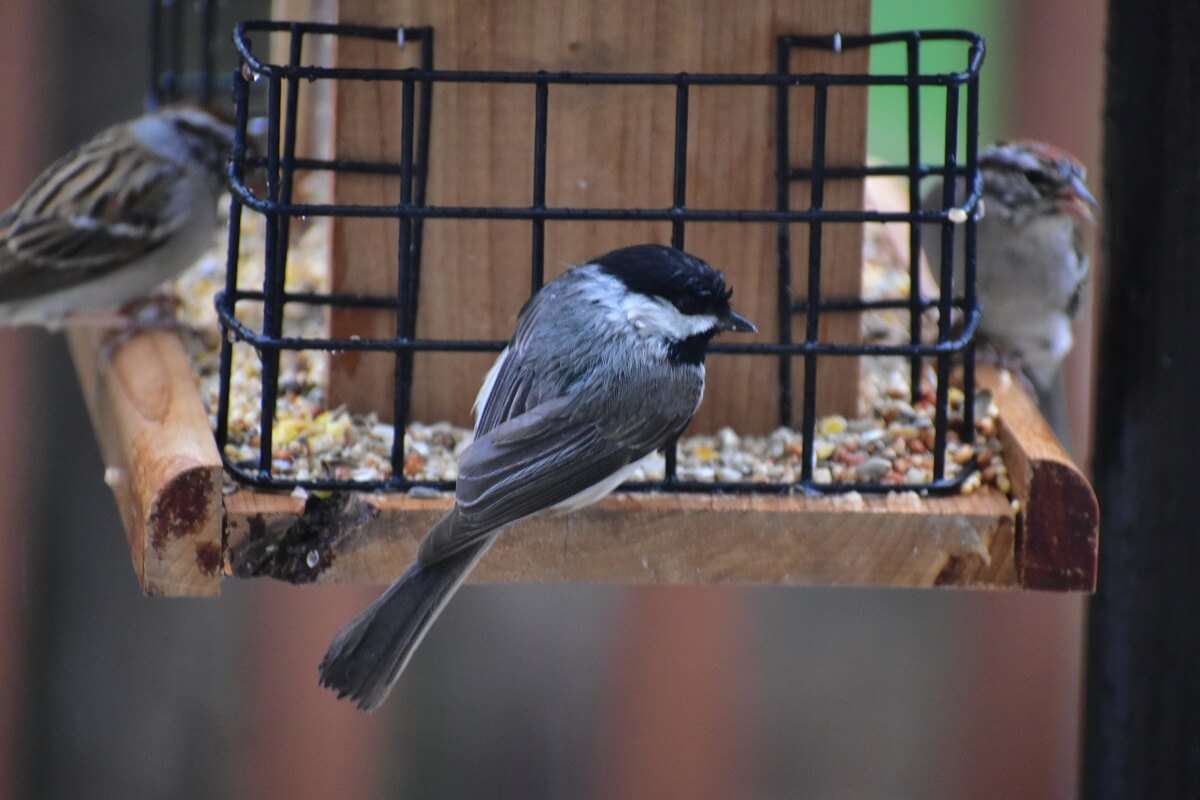 birds on bird feeder