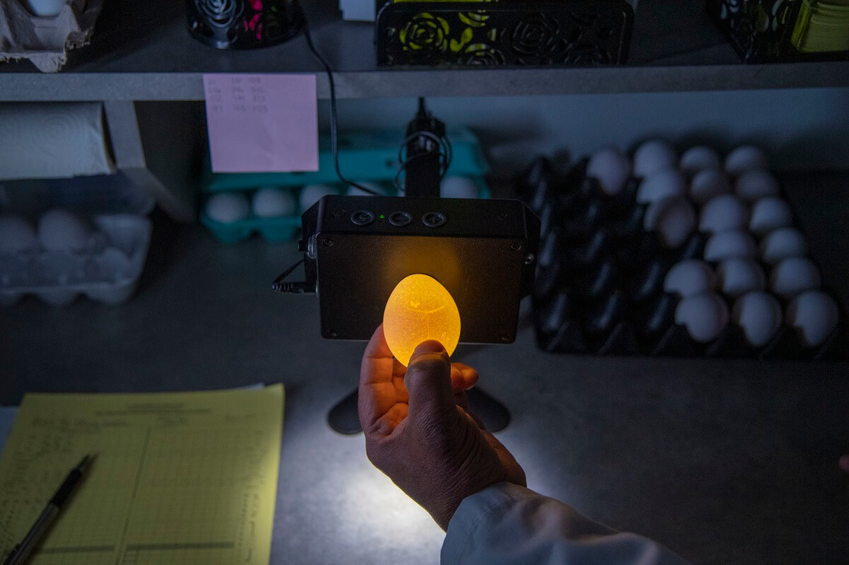 candling eggs at the USDA