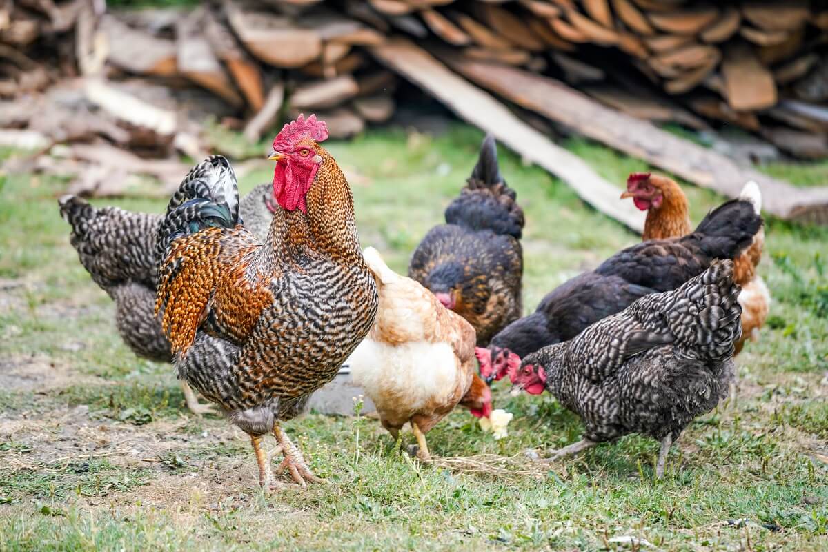 Identifying, Treating, And Preventing Bumblefoot In Chickens • Insteading