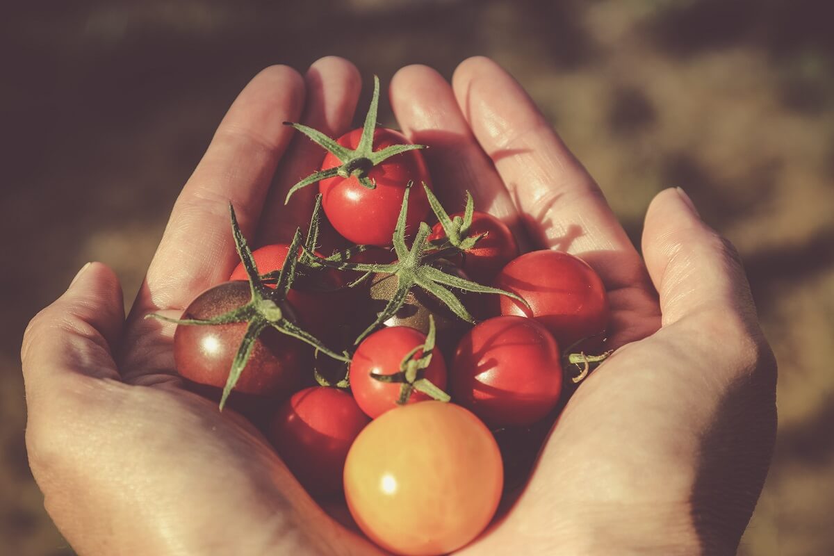 handful of tomatoes