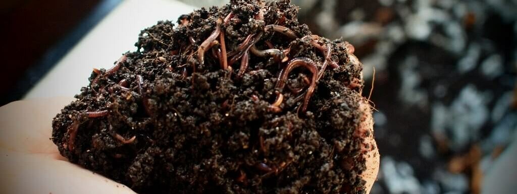 vermiculture worm bin
