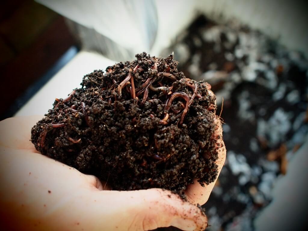 vermiculture worm bin