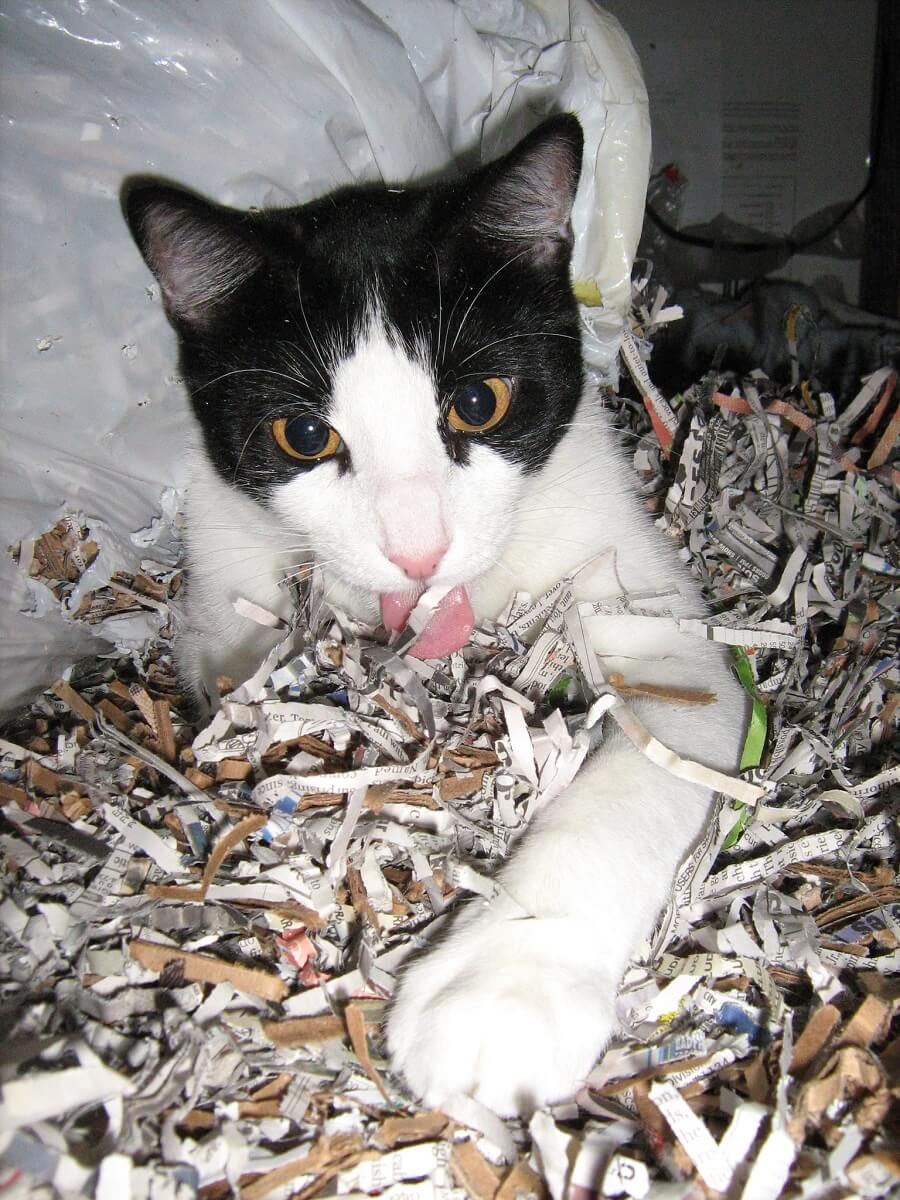 uses for shredded paper cat
