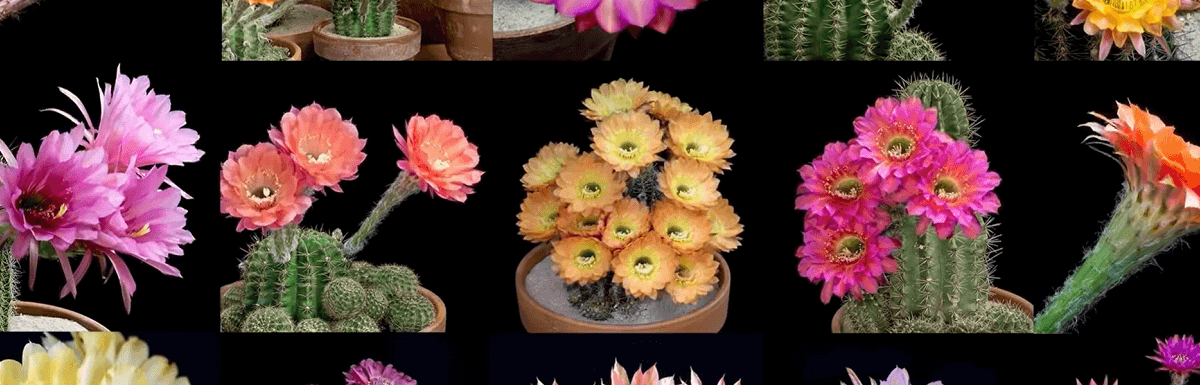 cacti blooming