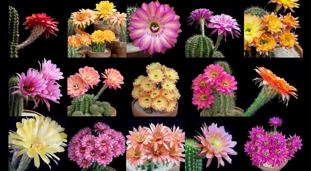 cactus blooming