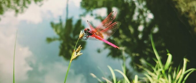 plant to attract dragonflies