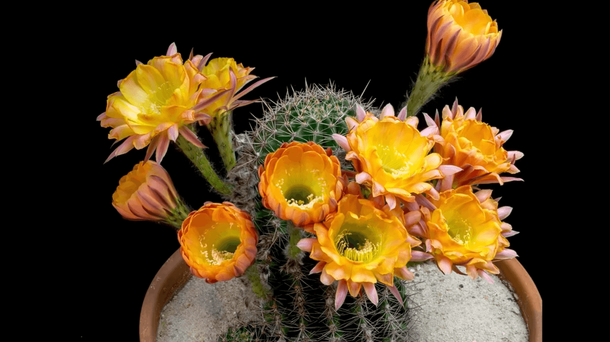 cactus with orange flowers
