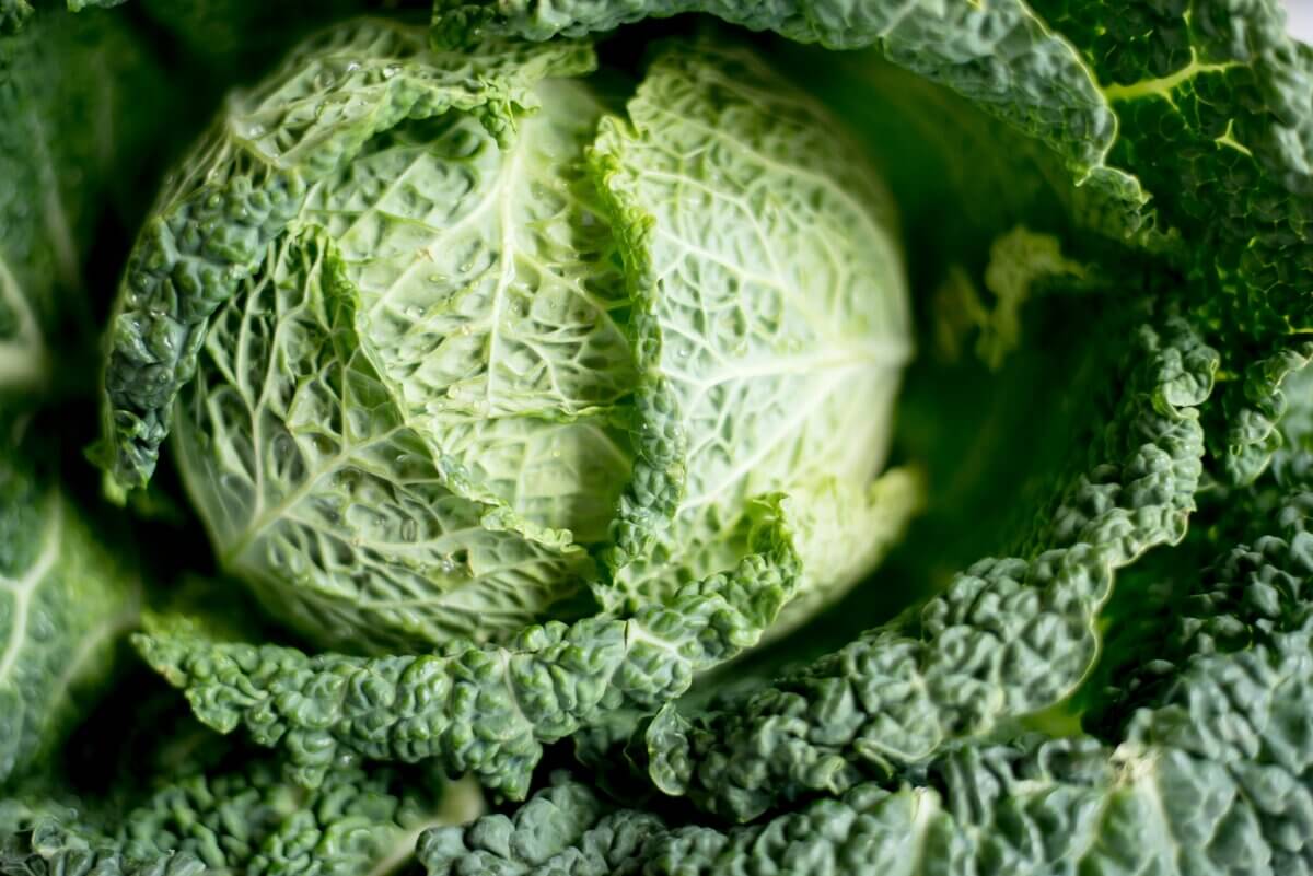 cabbage vs. lettuce
