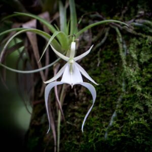 ghost orchid