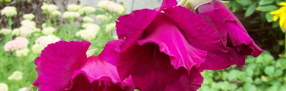 gladiolus from the garden