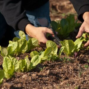 harvesting lettuce