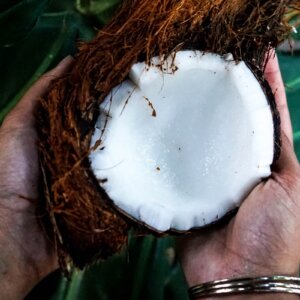 how to harvest coconut