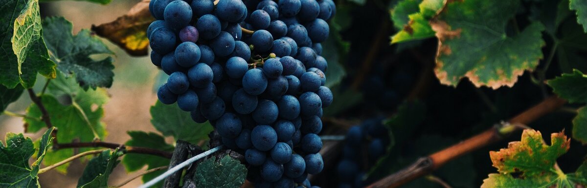 best wine grapes