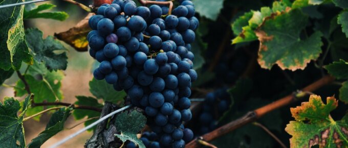 best wine grapes