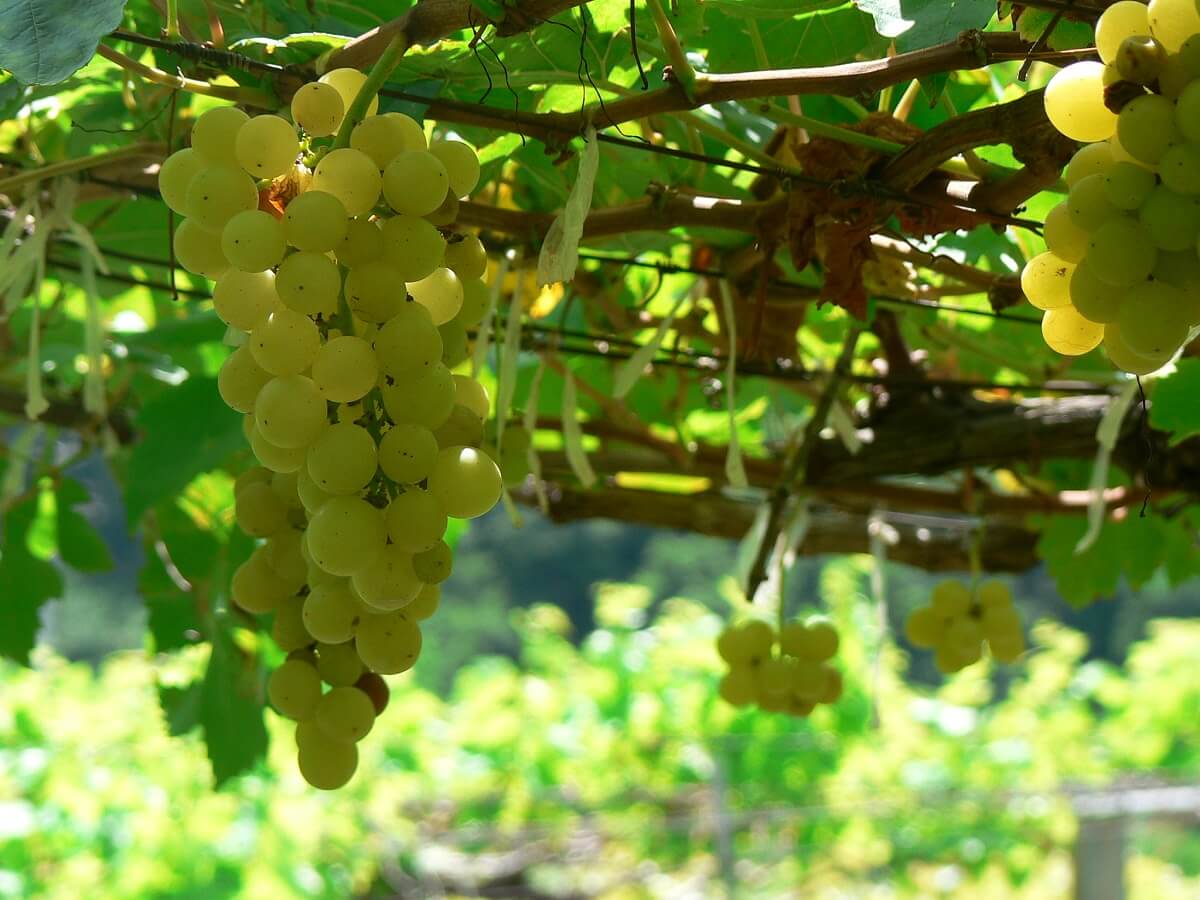 chenin blanc grapes