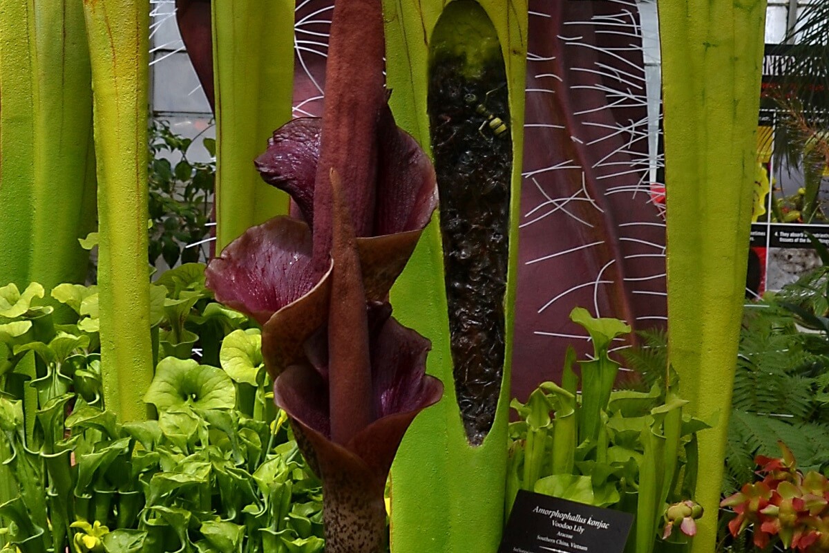 kanjoc plant