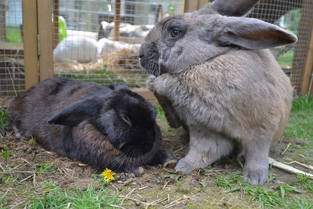 rabbits at rabbit hutch