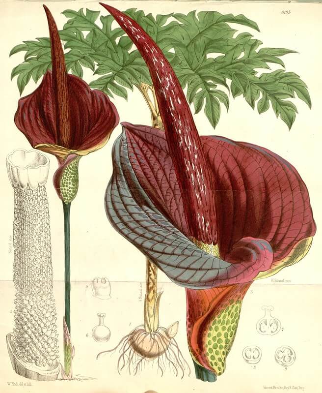 konjac plant illustration
