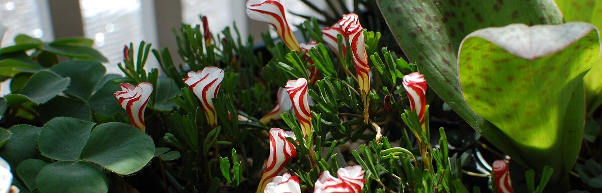 candy cane flower