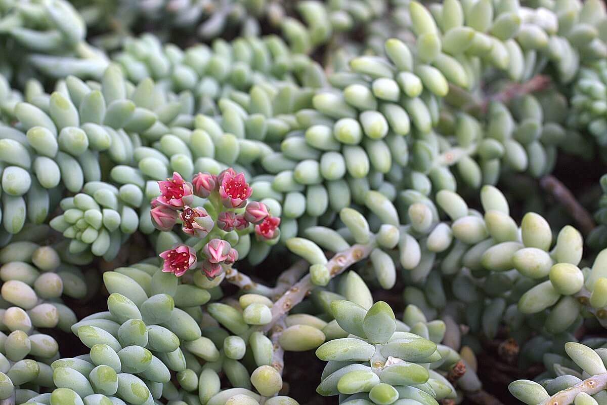 donkey tail succulent