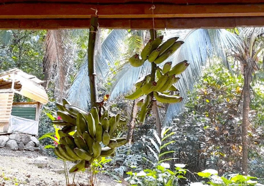 bananas ripening in a shed