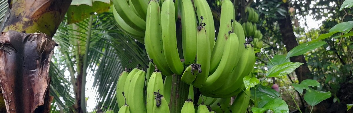 how to grow bananas