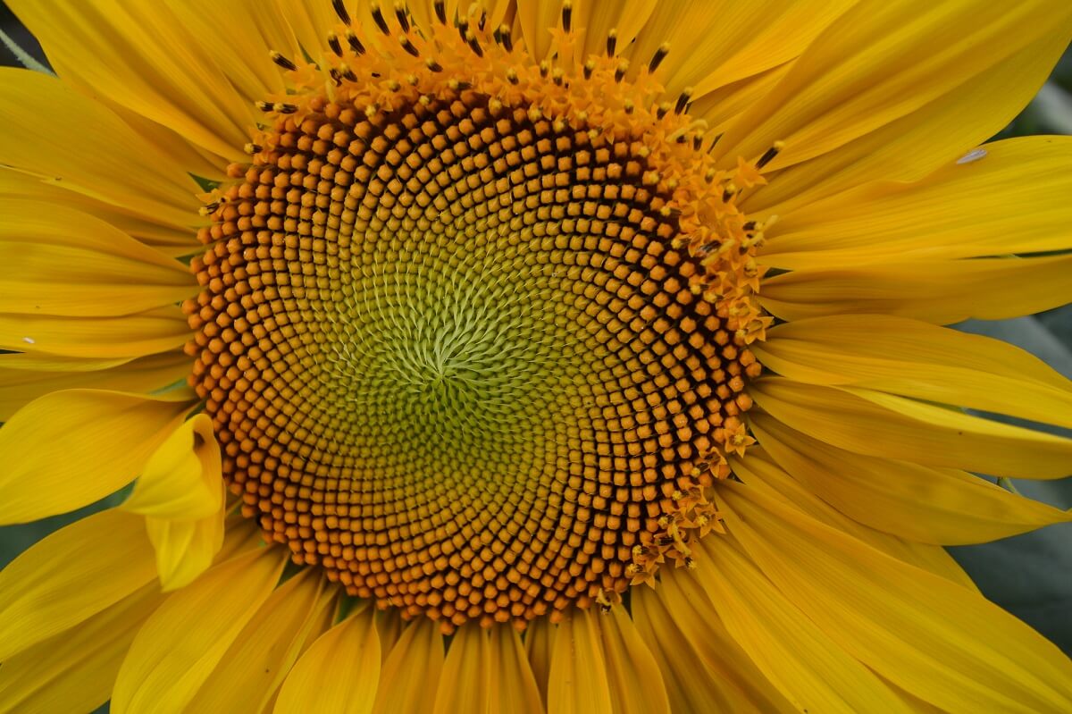 sunflower fibbonaci