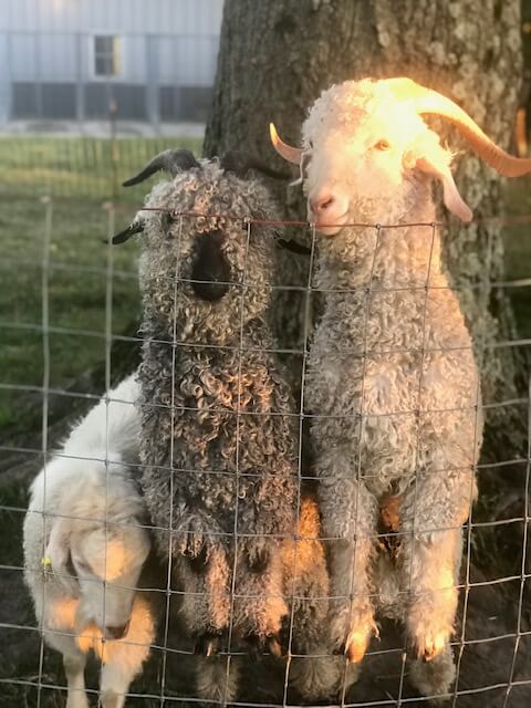 angora goats