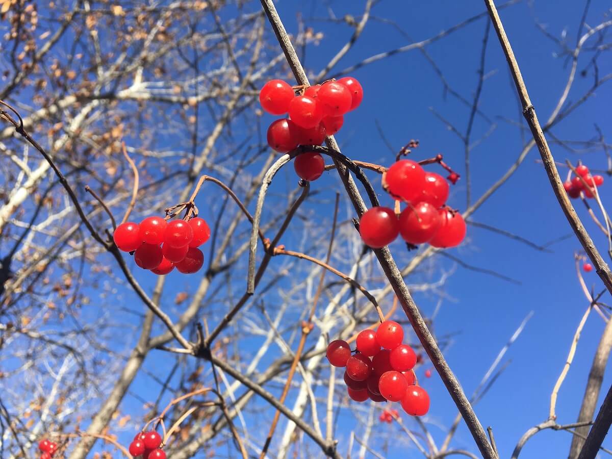 cranberries highbush