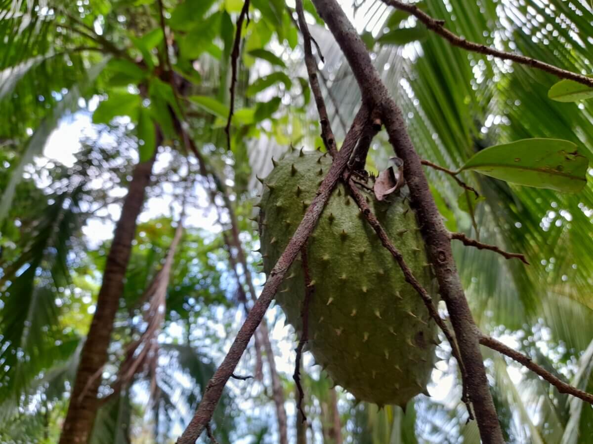 soursop tropical fruit trees