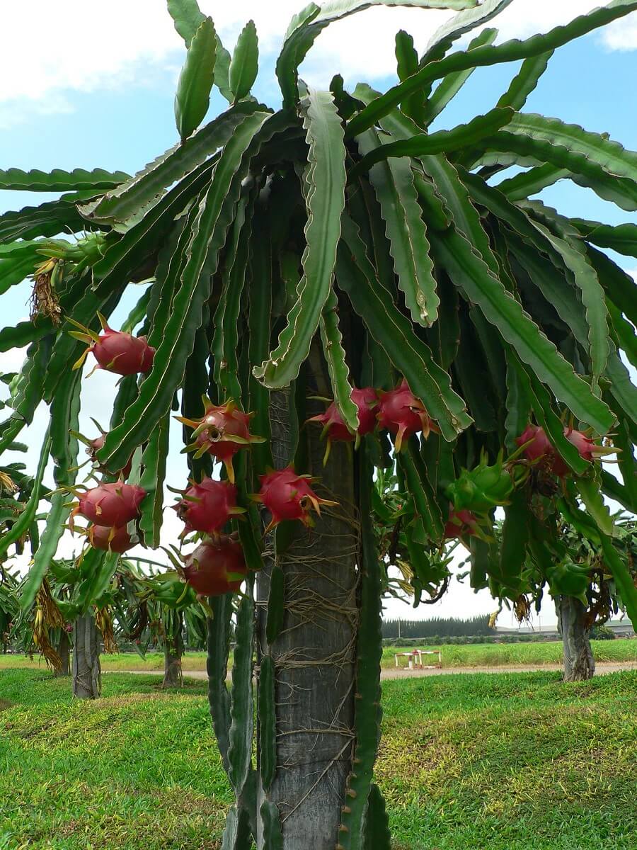 dragonfruit tree