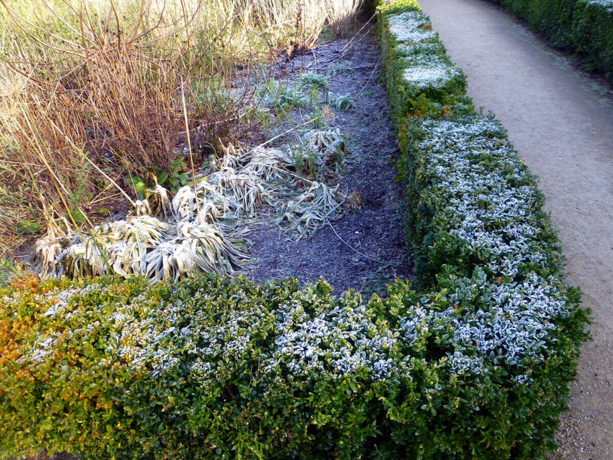 How to Protect Plants From Frost: 12 Clever Methods That Work